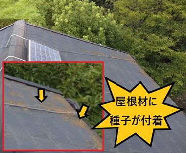 屋根材に種子が付着